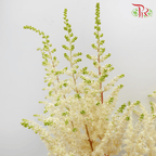 Astilbe - White (5 Stems)-White-Netherland-prflorist.com.my