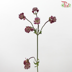 Astrantia - Dark Purple (5 Stems)-Dark Purple-Netherland-prflorist.com.my