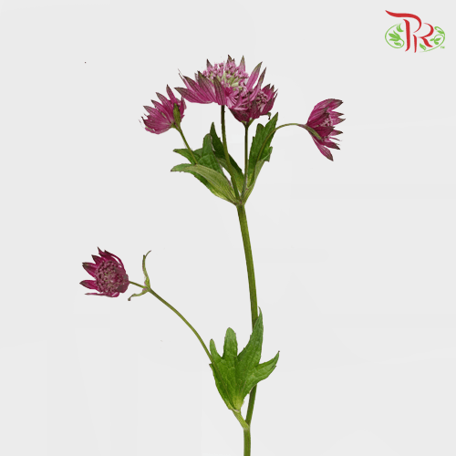 Astrantia - Maroon (10 Stems)-Maroon-Ecd-prflorist.com.my