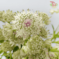 Astrantia - White (10 Stems)-White-Ecd-prflorist.com.my