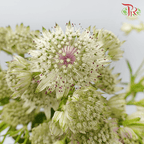 Astrantia - White (10 Stems)-White-Ecd-prflorist.com.my