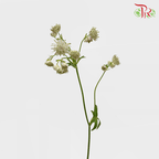 Astrantia - White (5 Stems)-White-Netherland-prflorist.com.my