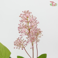 Australia Tea (Per Bunch)-China-prflorist.com.my