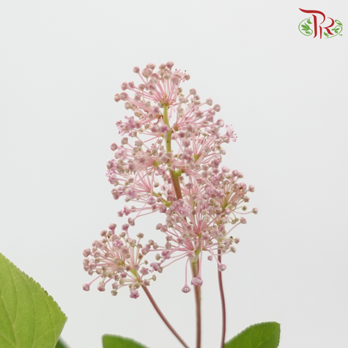 Australia Tea (Per Bunch)-China-prflorist.com.my