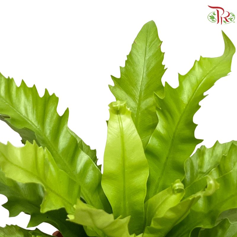 Asplenium Venus P12CM  HW《鸟巢蕨》