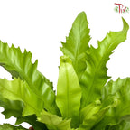 Asplenium Venus P12CM  HW《鸟巢蕨》