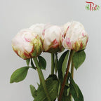 Peony - Festiva (2 Stems)***Small Head - Pudu Ria Florist