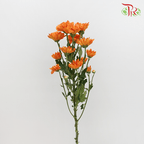 Chrysanthemum Pompom - Orange (12 Stems) - Pudu Ria Florist