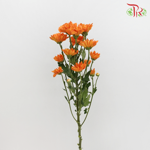 Chrysanthemum Pompom - Orange (12 Stems) - Pudu Ria Florist