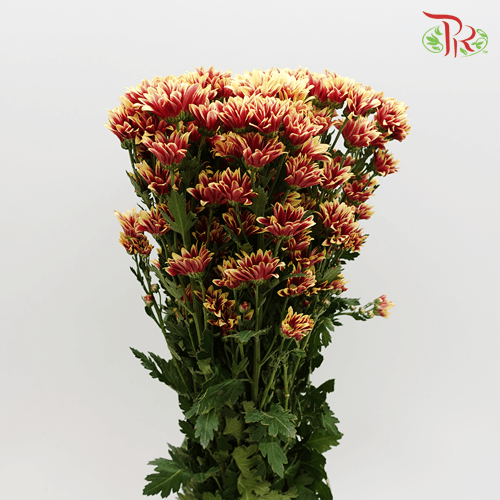 Chrysanthemum Pompom - Mix Red (12 Stems) - Pudu Ria Florist