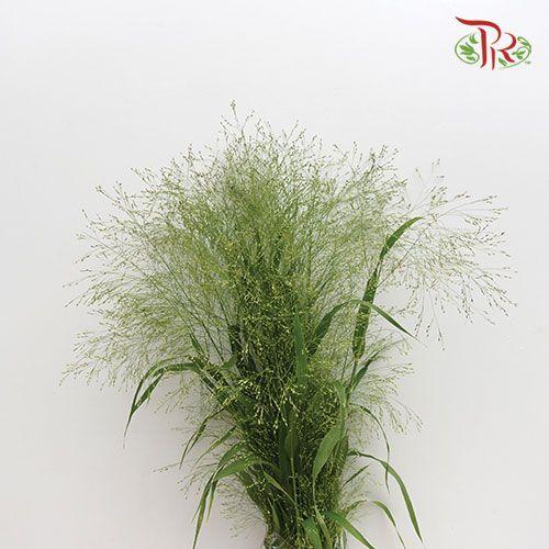 Panicum Fountain - (10 Stems) - Pudu Ria Florist