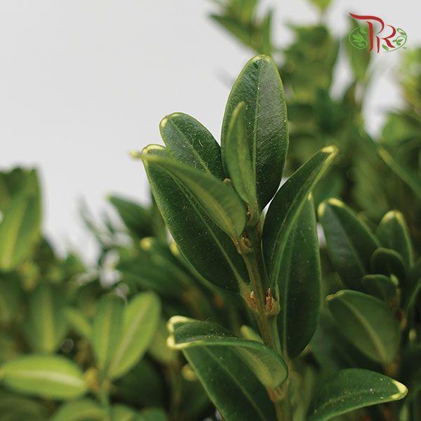 Box Wood Leaf (NL) - Pudu Ria Florist