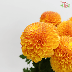 Chrysanthemum Ping Pong - Tangerine (12 Stems) - Pudu Ria Florist