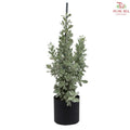 Conocarpus Erectus (14*16) T09