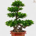Ficus Microcarpa "Cliff" (2.5'OH) T09