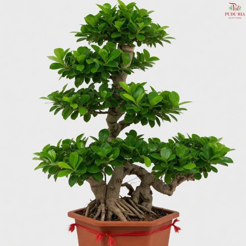 Ficus Microcarpa "Cliff" (2.5'OH) T09