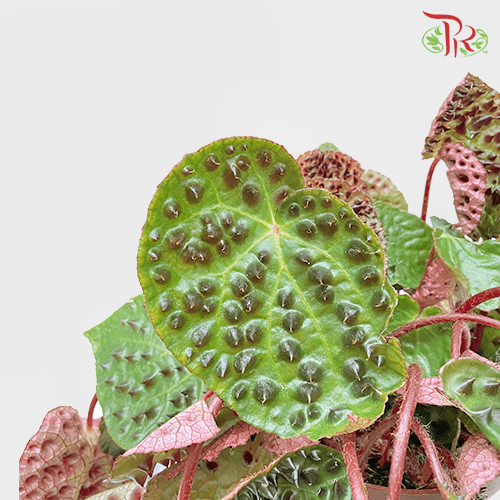 Begonia Ferox《黑峰秋海棠》 - Pudu Ria Florist