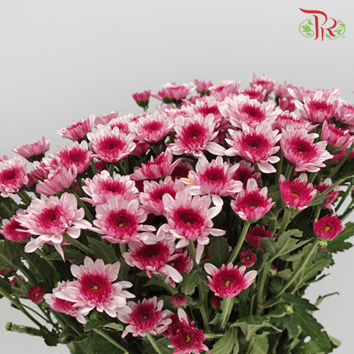 Chrysanthemum Pompom - Dante Two Tone Purple (12 Stems) - Pudu Ria Florist