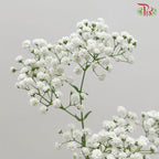 Baby Million Star / Big Bud (Baby's Breath) - (1 Kg)-White-Malaysia-prflorist.com.my