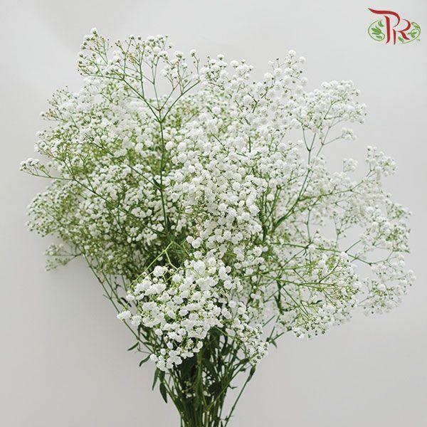 Baby Million Star / Big Bud (Baby's Breath) - (1 Kg)-White-Malaysia-prflorist.com.my