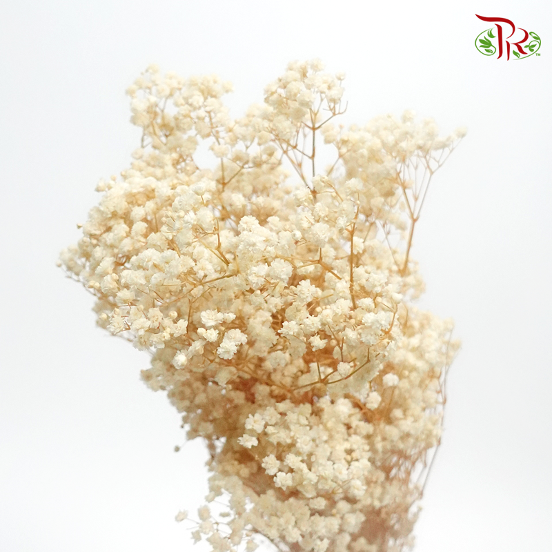 Baby's Breath Bleached - (100g)-Bleached-China-prflorist.com.my