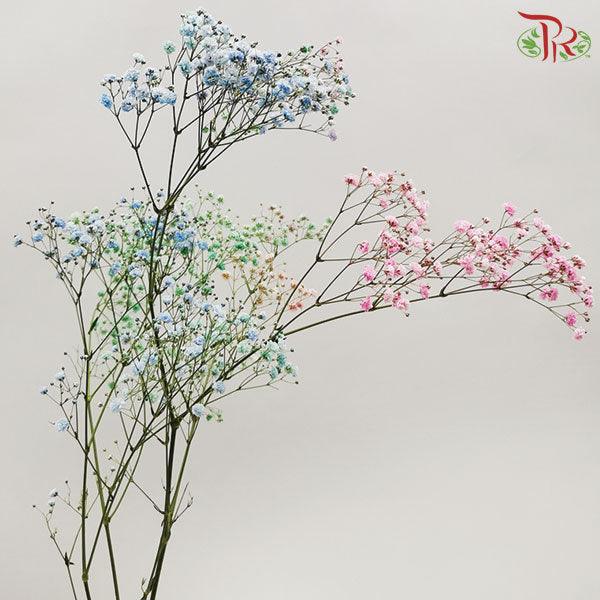Baby's Breath Dyed - Rainbow (0.4-0.5 kg)-Rainbow-China-prflorist.com.my