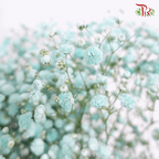 Baby's Breath Dyed - Turquiose Green (0.4-0.5kg)-Turquiose-China-prflorist.com.my