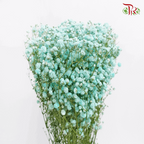 Baby's Breath Dyed - Turquiose Green (0.4-0.5kg)-Turquiose-China-prflorist.com.my