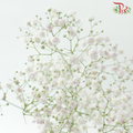 Baby's Breath - Light Pink (2 Stems)-Pink-Japan-prflorist.com.my