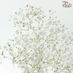 Baby's Breath - Light Pink (2 Stems)-Pink-Japan-prflorist.com.my