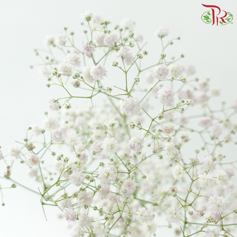 Baby's Breath - Light Pink (2 Stems)-Pink-Japan-prflorist.com.my