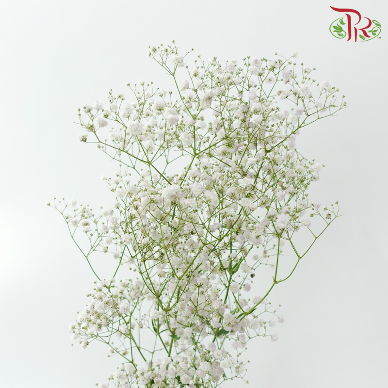Baby's Breath - Light Pink (2 Stems)-Pink-Japan-prflorist.com.my