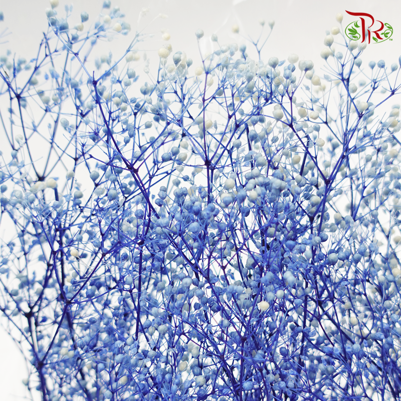 Baby's Breath Mini Preservative - Blue ( 0001-5-016 )-Blue-Japan-prflorist.com.my