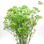 Baby's Breath Preservative - Light Green-Green-China-prflorist.com.my