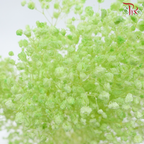 Baby's Breath Preservative - Light Lime Green-Green-China-prflorist.com.my