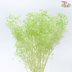 Baby's Breath Preservative - Light Lime Green-Green-China-prflorist.com.my