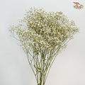 Baby's Breath Preservative - White-White-China-prflorist.com.my