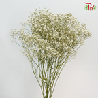 Baby's Breath Preservative - White-White-China-prflorist.com.my