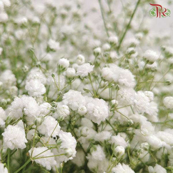 Baby's Breath - White (0.4-0.5 kg)-White-China-prflorist.com.my