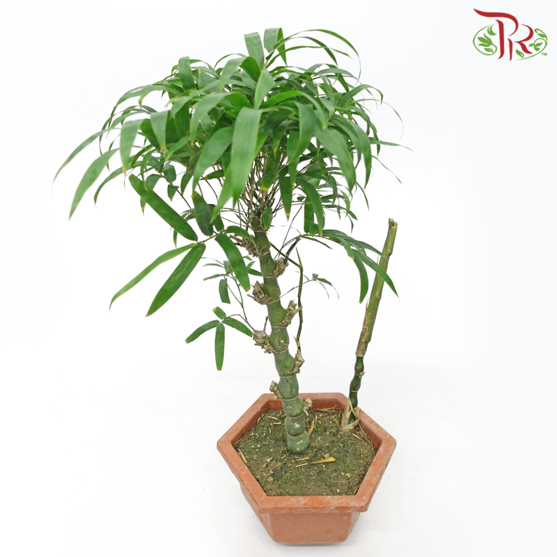 Bambusa Ventricosa《葫芦竹》 (Bamboo)-Pudu Ria Florist-prflorist.com.my