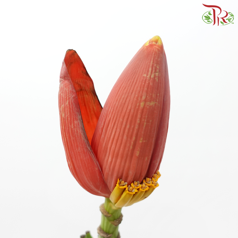 Banana Flower - (Per Stem)-Malaysia-prflorist.com.my