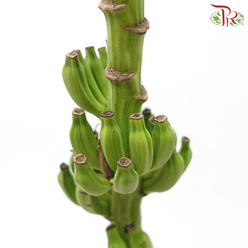 Banana Flower - (Per Stem)-Malaysia-prflorist.com.my