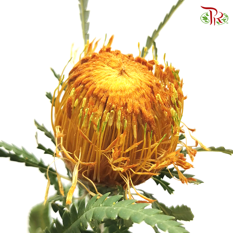 Banksia Dryandra - (10 Stems)-Brown-Africa-prflorist.com.my