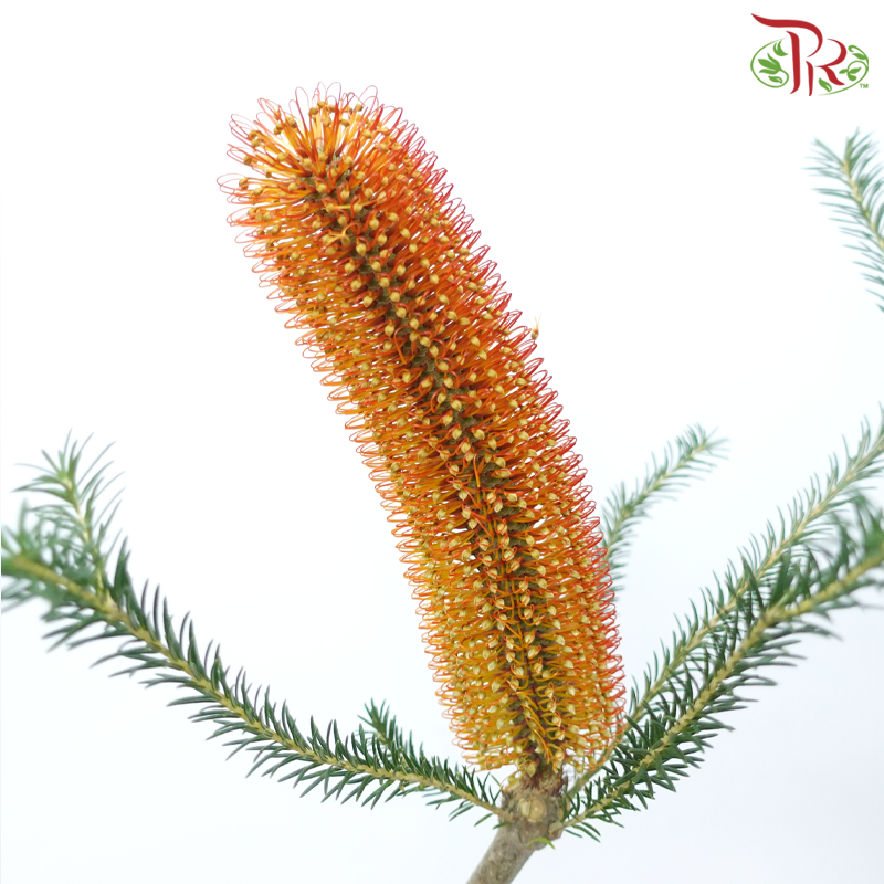 Banksia Ericifolia - (2 Stems)-Orange-Africa-prflorist.com.my