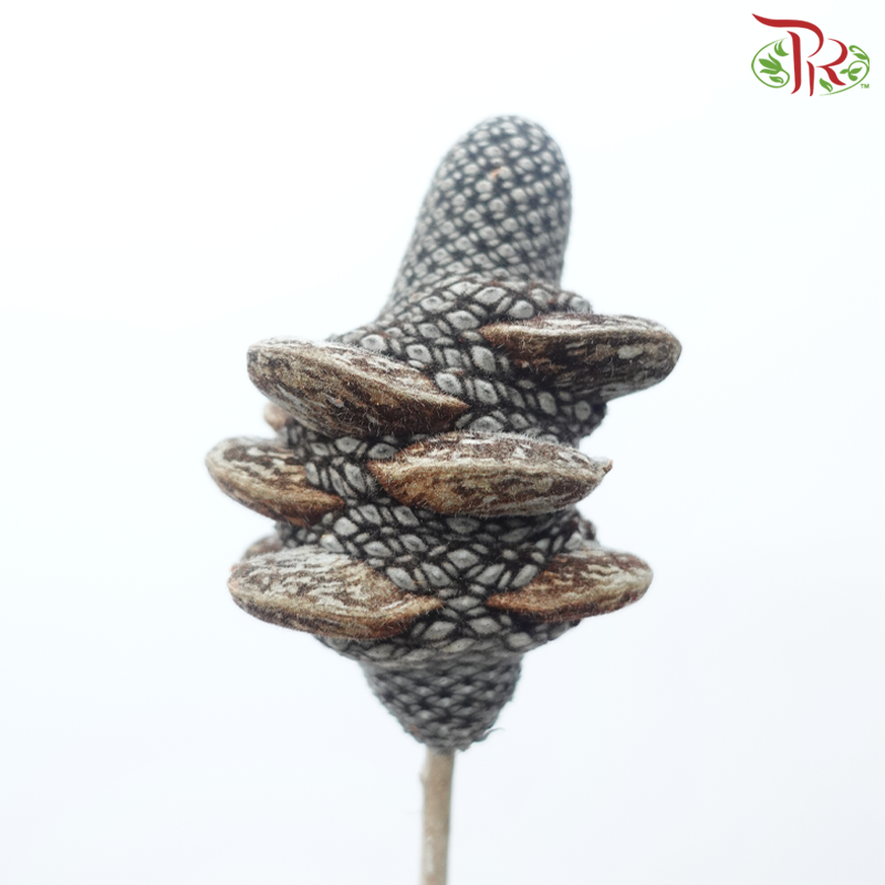 Banksia Menziesii Cones Nat - (2 Stems)-Africa-prflorist.com.my