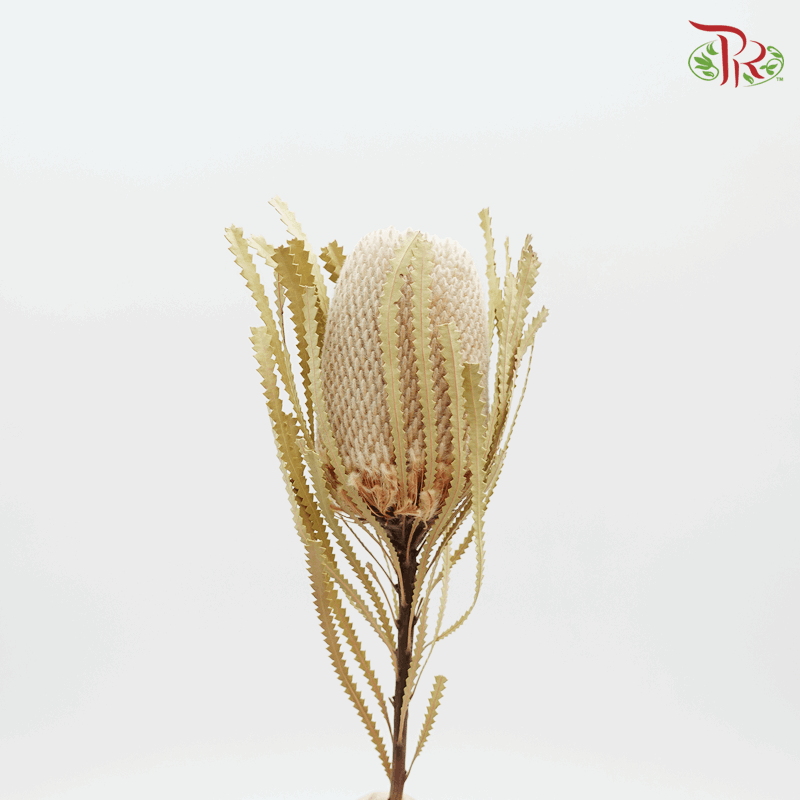 Banksia Preservative - ( 4038-0-000 )-Brown-Japan-prflorist.com.my