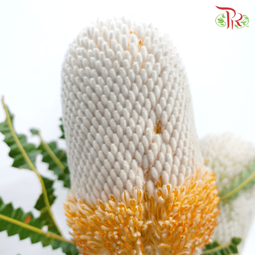 Banksia Prionotes / Menziesii 1 - (2 Stems)-White-Africa-prflorist.com.my