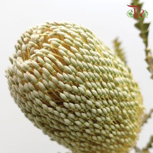 Banksia Speciosa - (2 Stems)-White-Africa-prflorist.com.my