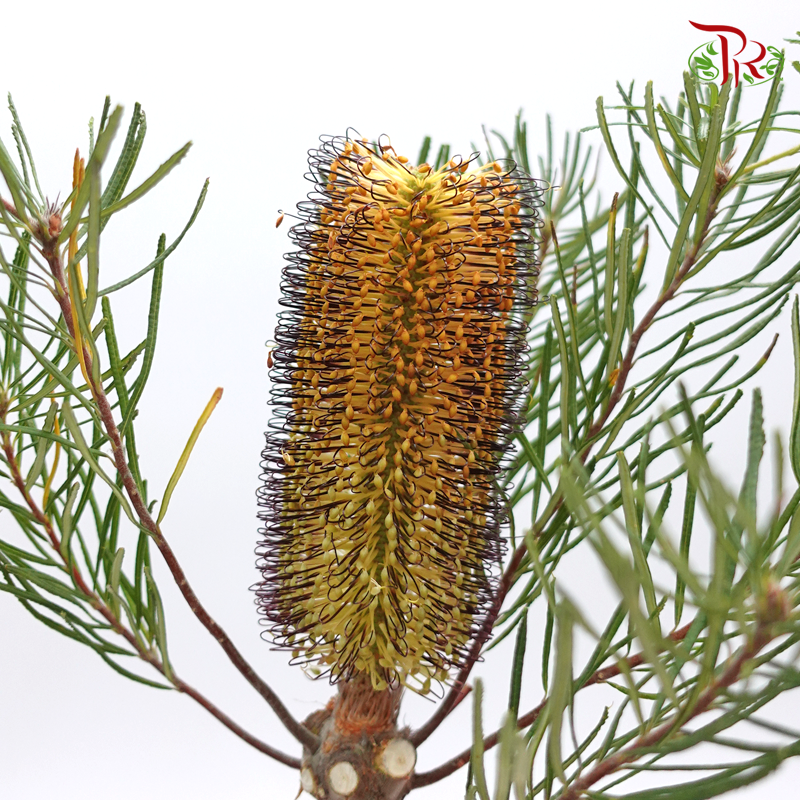 Banksia Spinulosa - Orange (2 Stems)-Orange-Africa-prflorist.com.my