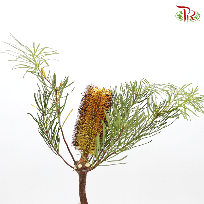 Banksia Spinulosa - Orange (2 Stems)-Orange-Africa-prflorist.com.my